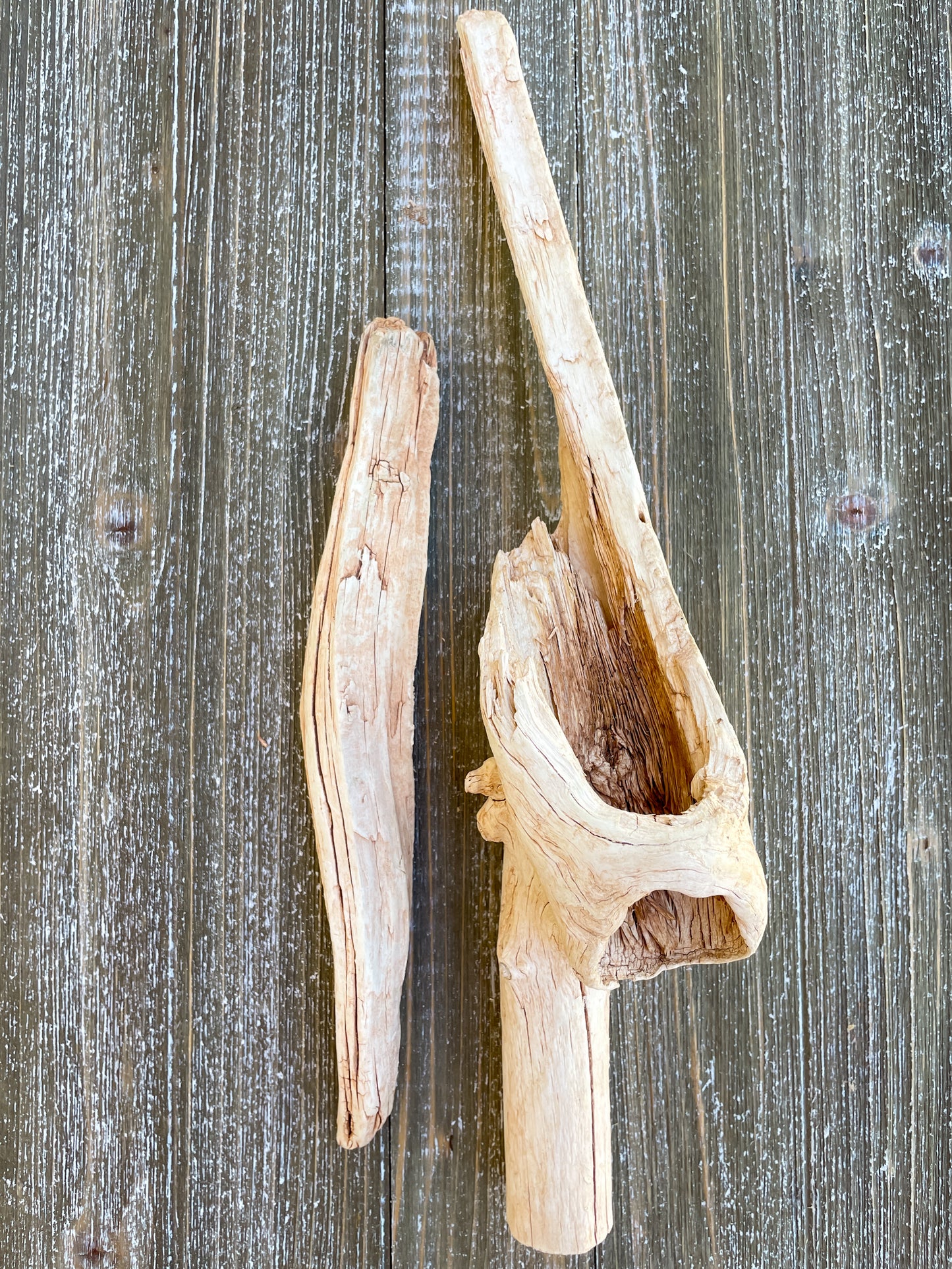 Arizona Driftwood & Cholla Wood