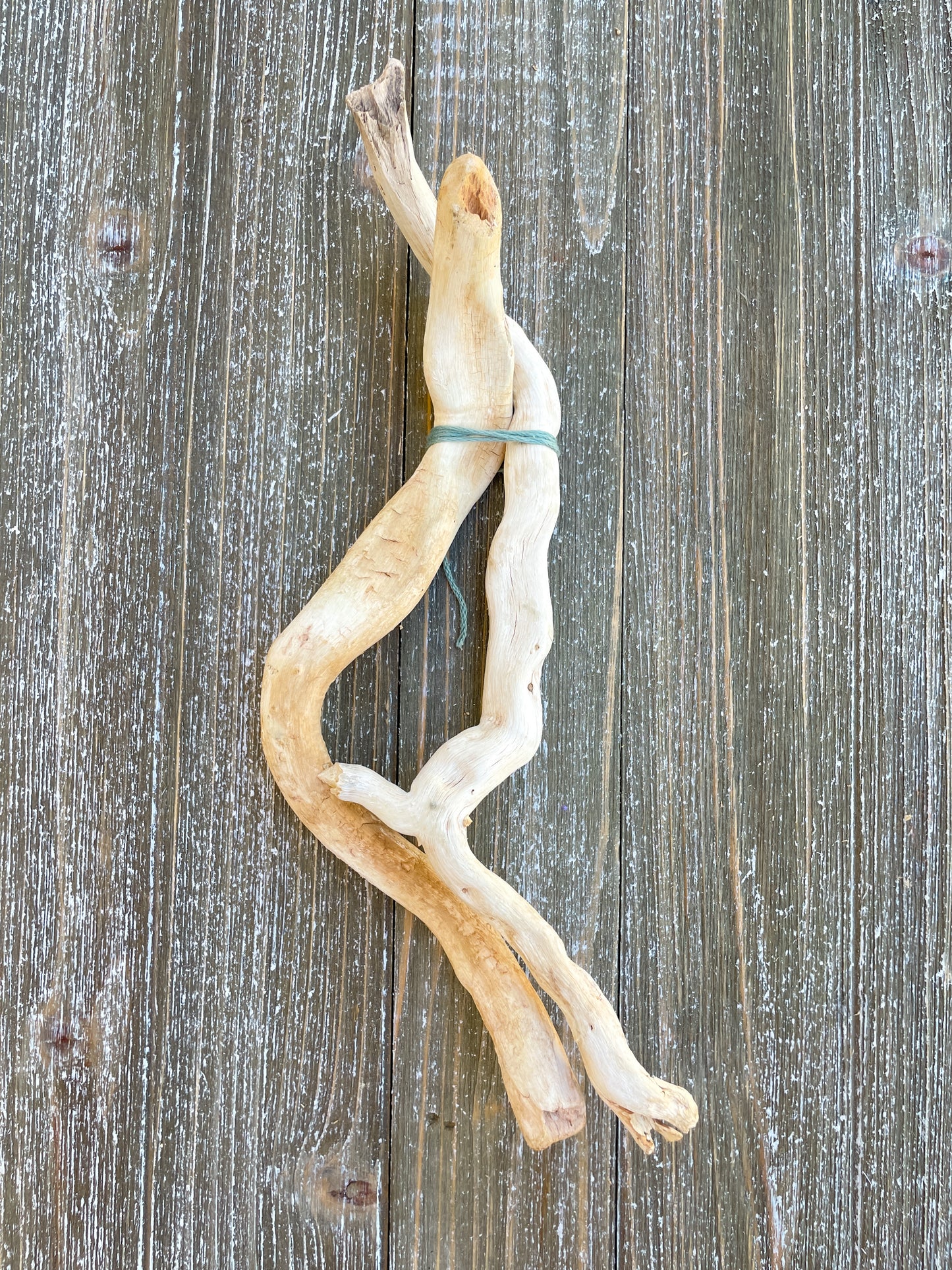 Arizona Driftwood & Cholla Wood
